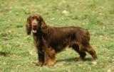 Raseprofil: Field spaniel