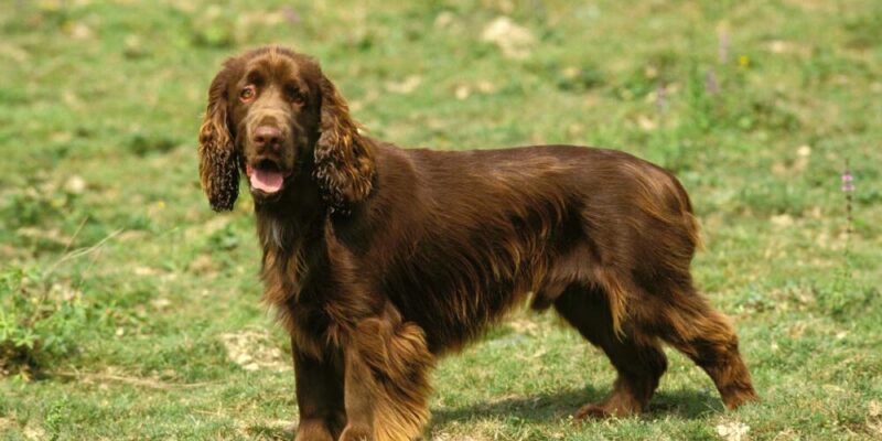 Raseprofil: Field spaniel