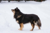 Raseprofil: Finsk lapphund