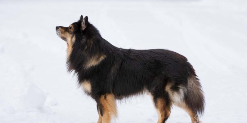 Raseprofil: Finsk lapphund
