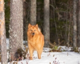 Raseprofil: Finsk spets