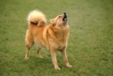 Hva er Finlands nasjonalhund?