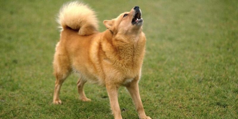 Hva er Finlands nasjonalhund?