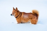 6 laika hunderaser (med bilder)