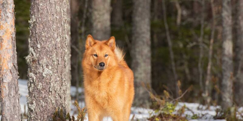 Raseprofil: Finsk spets