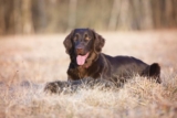 Raseprofil: Flat coated retriever
