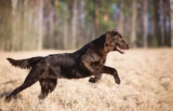 6 retrieverraser (med bilder)