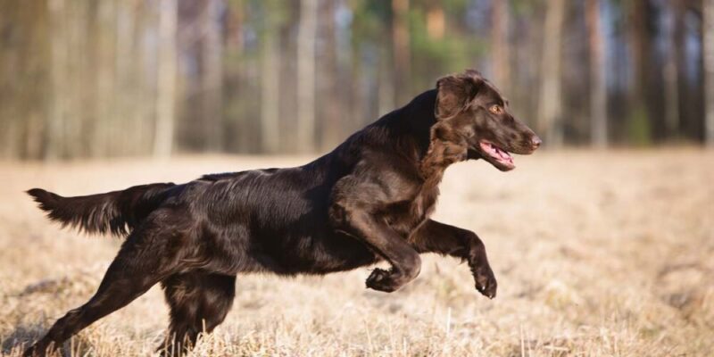 6 retrieverraser (med bilder)