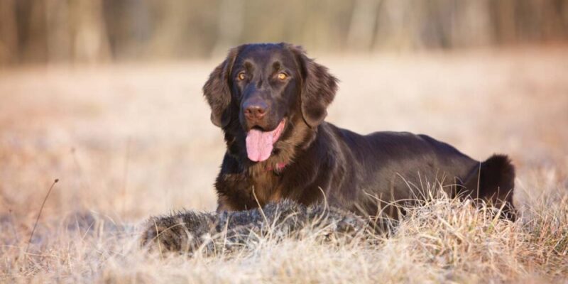 Raseprofil: Flat coated retriever