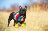 Raseprofil: Fransk bulldog