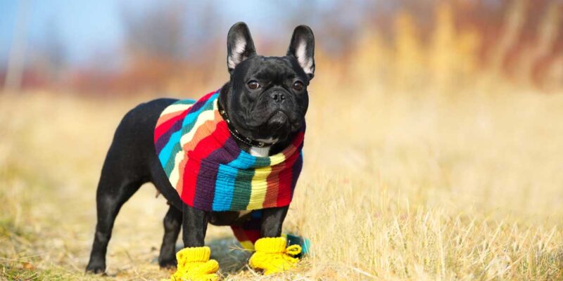 Raseprofil: Fransk bulldog