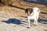 Raseprofil: Gammel dansk hønsehund