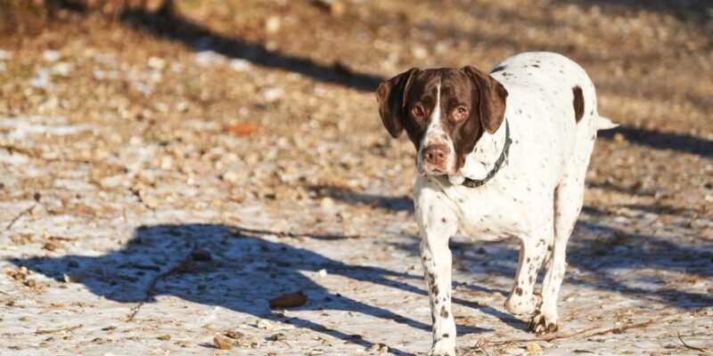 Raseprofil: Gammel dansk hønsehund