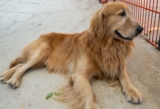 Raseprofil: Golden cocker retriever