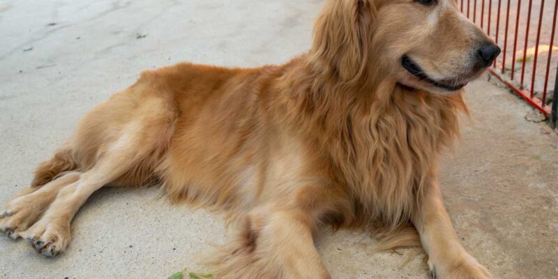 Raseprofil: Golden cocker retriever