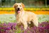 Raseprofil: Golden retriever