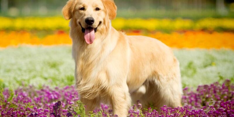 Raseprofil: Golden retriever