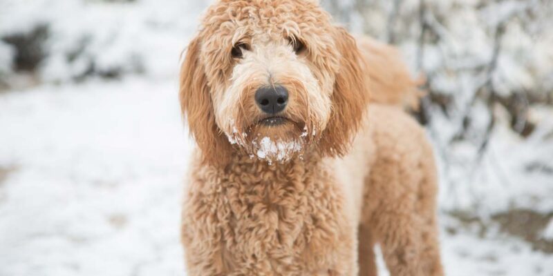 Raseprofil: Goldendoodle