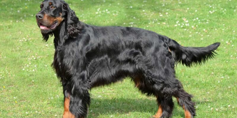 Raseprofil: Gordon setter
