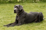 Raseprofil: Grand danois