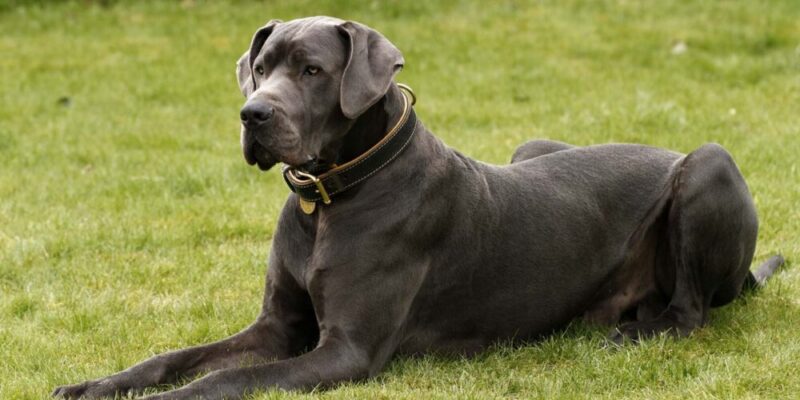 Raseprofil: Grand danois