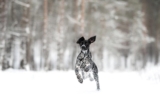 Raseprofil: Greyster