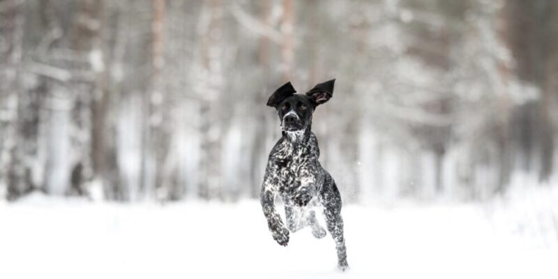 Raseprofil: Greyster