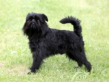 Raseprofil: Griffon belge