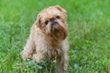 Raseprofil: Griffon bruxellois