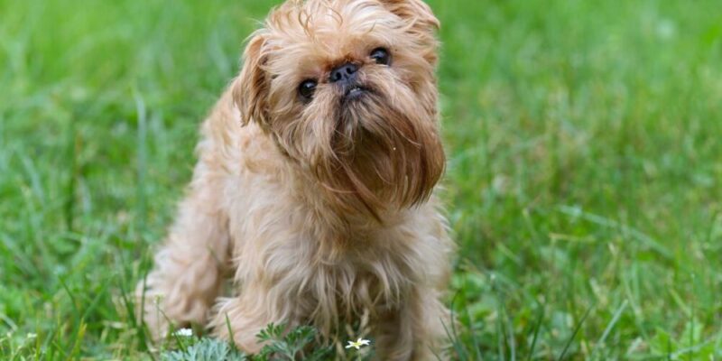 Raseprofil: Griffon bruxellois