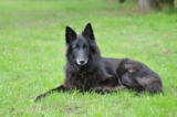 Raseprofil: Groenendael