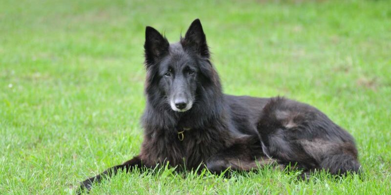 Raseprofil: Groenendael