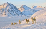 10 populære polarhunder