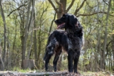 Raseprofil: Grosser münsterländer