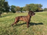 Raseprofil: Hannoveransk viltsporhund