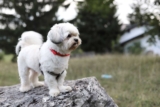 Raseprofil: Bichon havanais (havaneser)