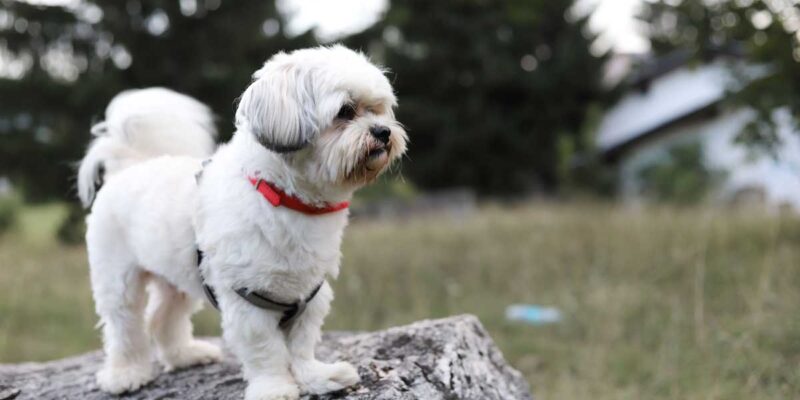 Raseprofil: Bichon havanais (havaneser)