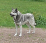 Raseprofil: Hedehund