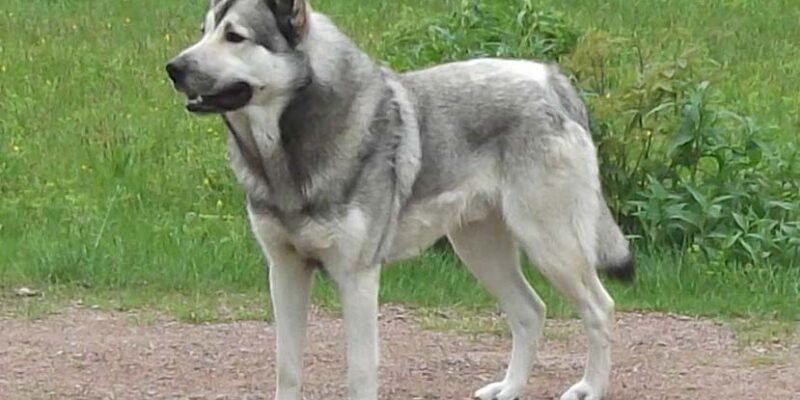 Raseprofil: Hedehund