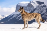 Raseprofil: Hollandsk gjeterhund (korthåret, langhåret, strihåret)