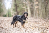 Raseprofil: Hovawart