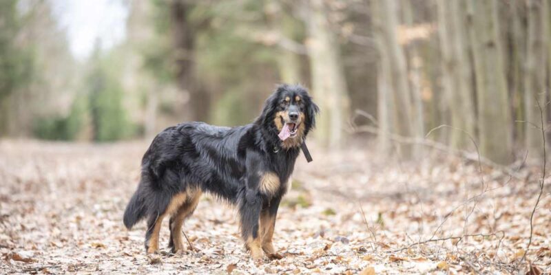 Raseprofil: Hovawart