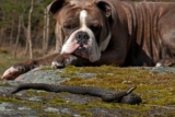 Huggormbitt hos hund: Symptomer og behandling