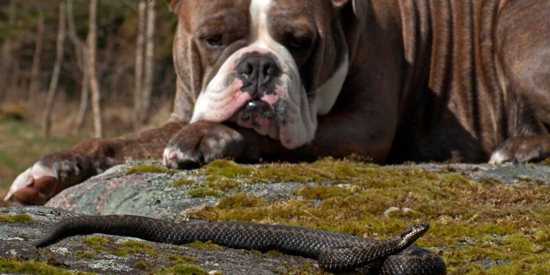 Huggormbitt hos hund: Symptomer og behandling