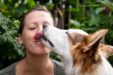 Hva betyr det når hunden slikker deg i ansiktet?
