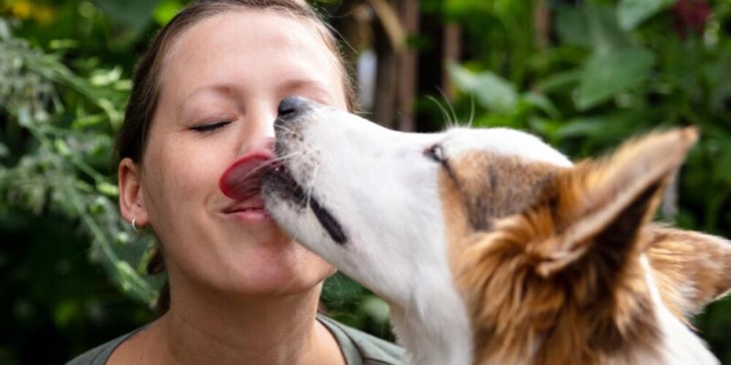 Hva betyr det når hunden slikker deg i ansiktet?