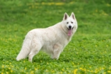 Raseprofil: Hvit gjeterhund