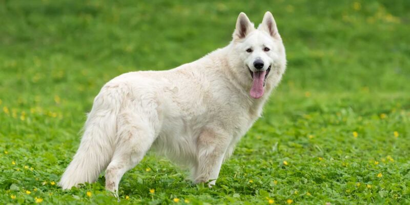Raseprofil: Hvit gjeterhund