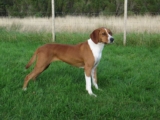 Raseprofil: Hygenhund
