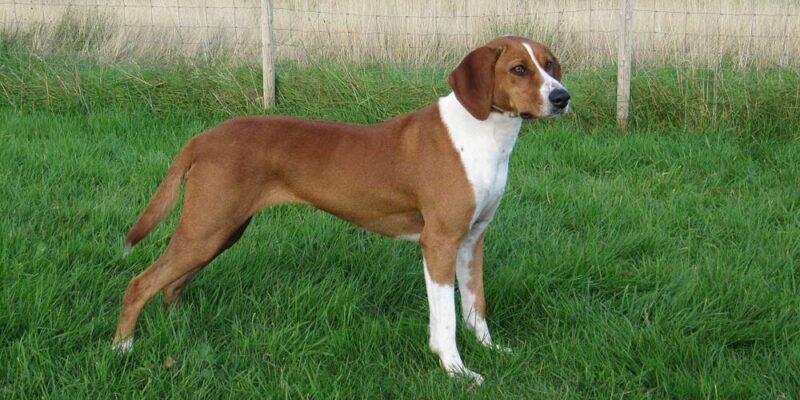 Raseprofil: Hygenhund